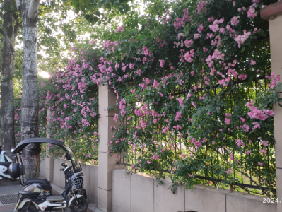 这是什么花墙？